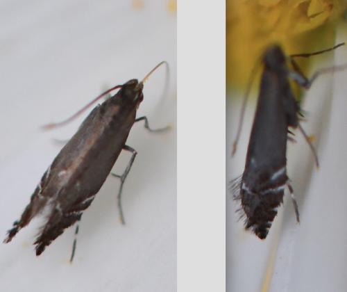 Réf. 342 835 : Glyphipterix simpliciella